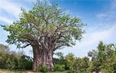 尽管有争论但即使世界上最古老的树木也不是不朽的