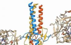 人类共转运蛋白家族成员的第一个结构已解决