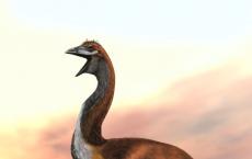 Vorombe titan 研究人员称世界上最大的鸟类