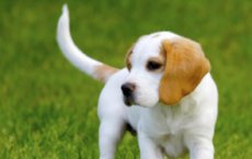 研究人员表示犬类的气味检测可以用作与癌症的筛查