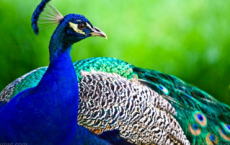 孔雀鲜艳色彩使它免受掠食性哺乳动物的侵害