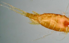氧气水平的微小变化对海洋生物有重大影响