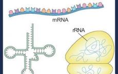 基于离子液体的技术可提供RNA治疗剂来局部阻断小鼠中的牛