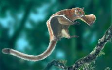 世界上最古老的飞鼠化石被发现