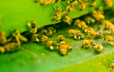 研究发现农药会干扰蜜蜂的自我修饰能力 并增加蜜蜂遭受