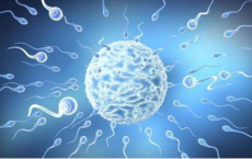UNH科学家找到使用DNA计数动物精子的更快方法