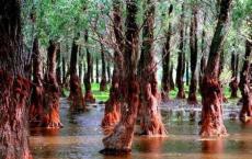 专家呼吁保护红树林以保护极为重要的生态系统