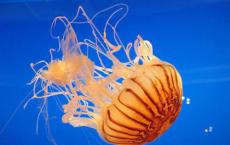 基因组研究揭示了水母如何发展成漂浮的美女