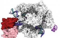 对CRISPR Cas9工具的新理解可以改善基因编辑