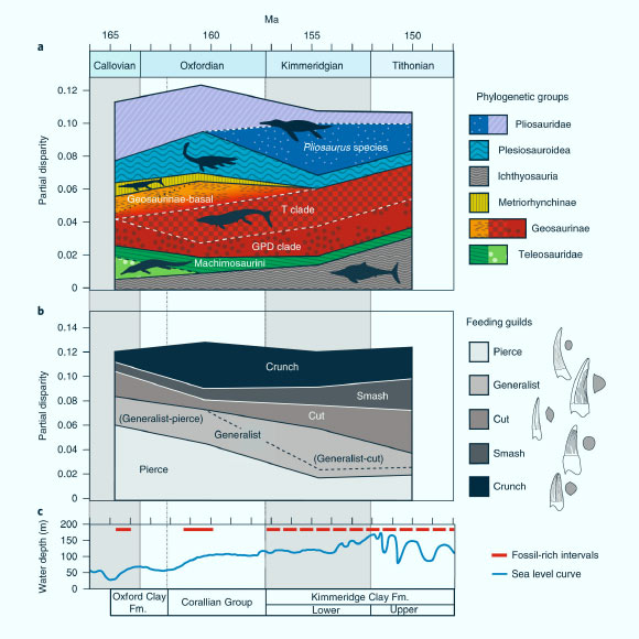 根据全球海平面绘制的侏罗纪亚北海道海洋爬行动物的部分差异：（a）生物分类群的部分差异; （b）饮食行会的部分差异; （c）海平面曲线，记录了来自Sub-Boreal Seaway的富含化石的区间。 Fm - 形成。 图片来源：Foffa等，doi：10.1038 / s41559-018-0656-6。
