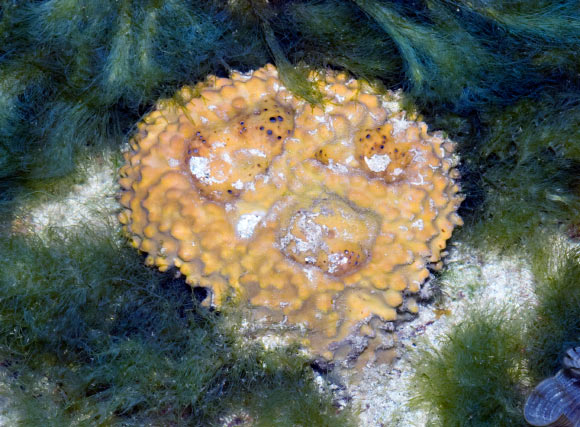 黄色海绵（Rhabdastrella globostellata），一种现代的demosponge物种，使Zumberge等人在古老的岩石中发现相同的26-mes类固醇。 图片来源：Ria Tan，www.wildsingapore.com / CC BY 2.0。
