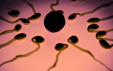 研究人员发现如果遇到激烈的竞争 精子会改变其特征