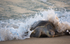 海龟多样性受到洋流的阻碍