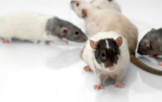 研究人员发现老鼠也感受到他人的痛苦
