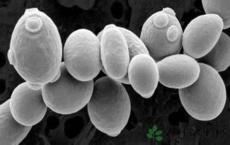 酵母菌用于研究感染传播的萌芽模型