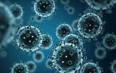 研究人员发现针对流感病毒的新方法