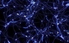 科学家发现蛋白亚基可拯救受累的神经元