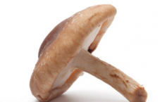 营养丰富的蘑菇可以降低认知能力下降的风险