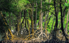 到2050年如果不减少碳排放量 红树林将难以生存