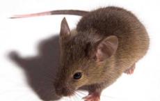 阻断蛋白质的活动恢复老鼠的认知