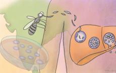 一种新的方法可以阐明一种最常见的疟原虫生命周期的关键