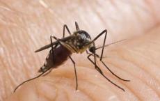 常见的驱虫剂掩盖了携带疟疾的蚊子的人类