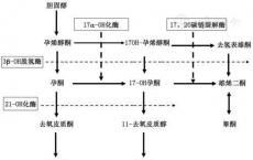 介绍下肾上腺皮质激素概述是什么