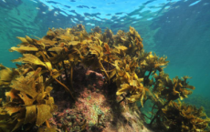 研究表明海藻森林是克服抗生素耐药性的关键