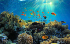 研究表明澳大利亚的大堡礁正处于另一场主要珊瑚白化的边