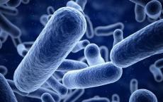 肠道细菌基因表达被宿主抗体改变