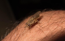 研究发现医院的昆虫携带足够的细菌可以引起感染