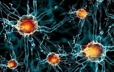 诱导神经干细胞移植可改善小鼠的中风恢复