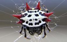 这些蜘蛛可能拥有世界上最快的生物钟