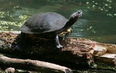有一种基因解释为什么温暖的巢穴会使海龟变成雌性