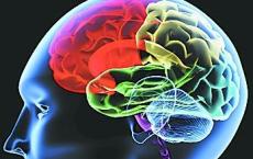 实验成像剂揭示活脑中脑震荡相关的脑部疾病