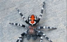 一个新发现的蜘蛛物种在其背面具有醒目的红白色图案