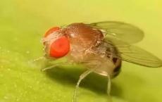 进化生物学家证明雄性果蝇操纵其雌性伴侣