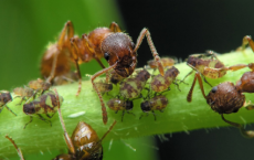 研究人员开发了可以复制蚁群行为的微型机器人