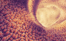 关键蛋白可以阻止细菌感染而不触发细胞死亡