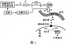 科普下生化检验：胰岛素的合成、分泌与调节