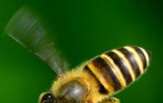 农药鸡尾酒会伤害蜜蜂