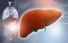暴露于环境因素可触发肝脏的自身免疫疾病