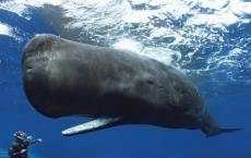 格陵兰岛一位因纽特人射杀了3条怪异的鲸类动物