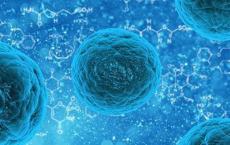 独特的免疫细胞可以帮助预防乳腺癌