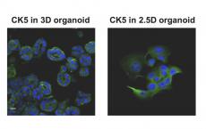 合成的细胞培养过程为更有效的癌症研究奠定了基础