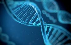科学家们创造了基因组资源来探索脑部疾病的生物学基础