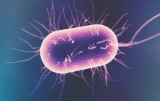 最新研究表明肠道细菌可以加速阿尔茨海默氏病的发展