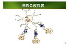 介绍下检验主管技师每日一练：免疫应答反应