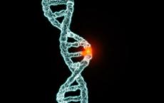 我们获得基因突变的速度可以帮助预测寿命与生育力