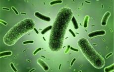 研究人员使用博弈论成功识别细菌对抗生素的耐药性